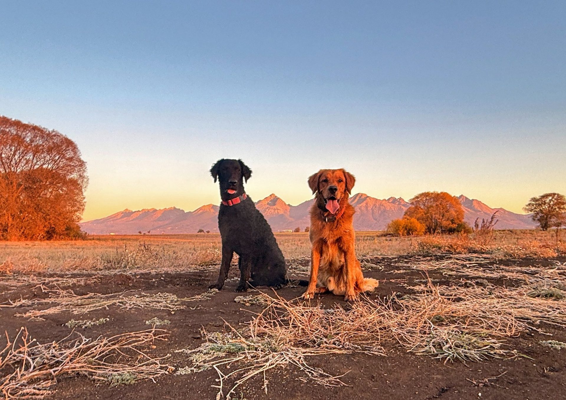 Čierny a zlatý retriever sedia na zamrznutom poli, za nimi Vysoké Tatry vo farbách východu slnka